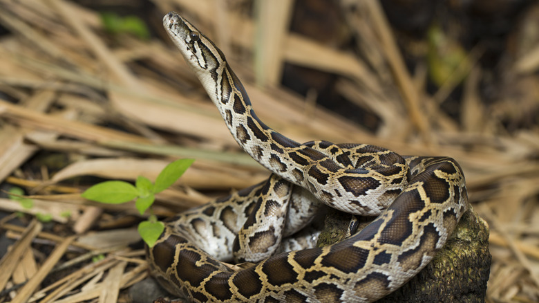 Burmese python coiled on rock outside