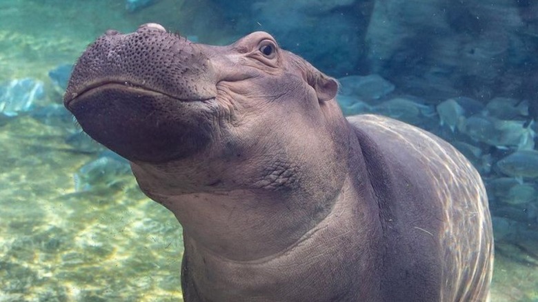 Fiona the hippo at Cincinnati Zoo