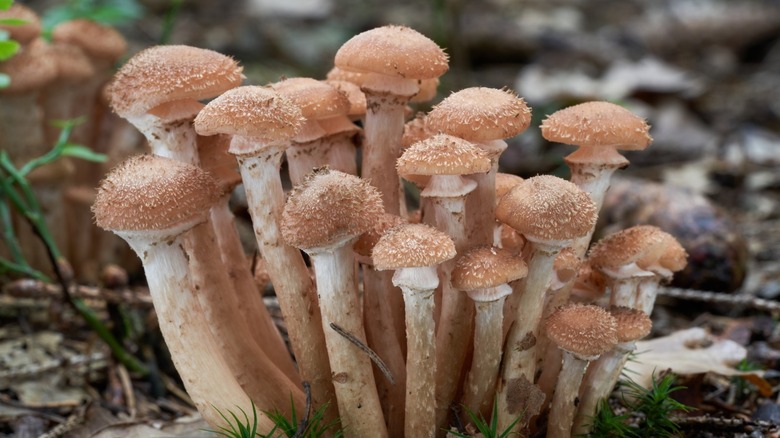 An assortment of mushrooms