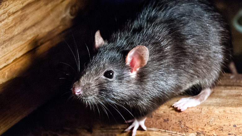 small black rat