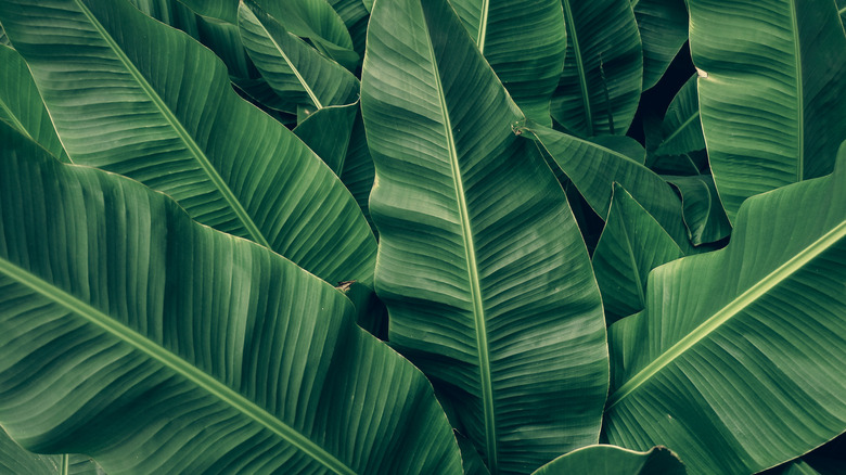 Closeup of large green banana leaves