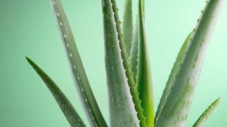 Close up of aloe vera plant leaves