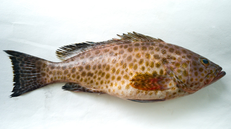 Grouper fish on white background