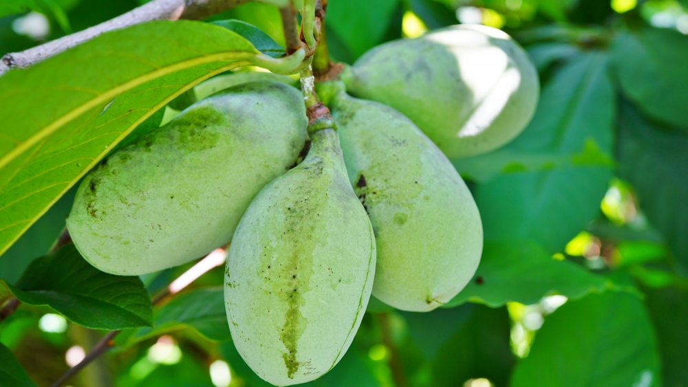 Pawpaw fruit on a tree