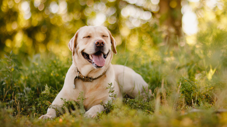 Happy dog lying in grass