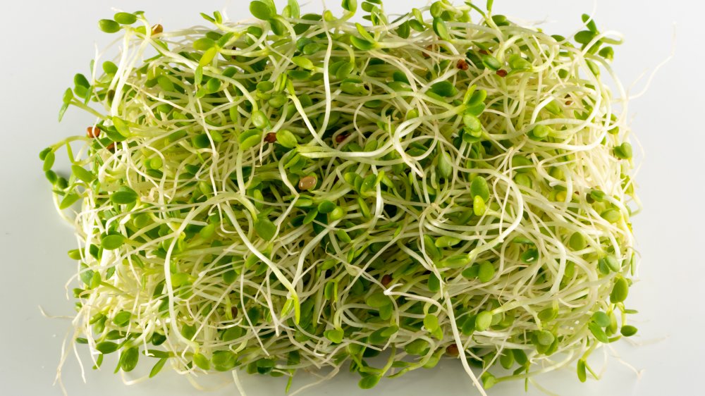 Red clover sprouts