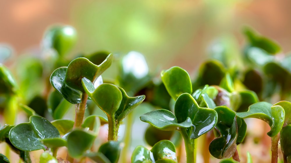 mustard microgreens