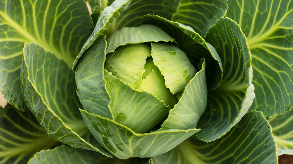 Head of green cabbage