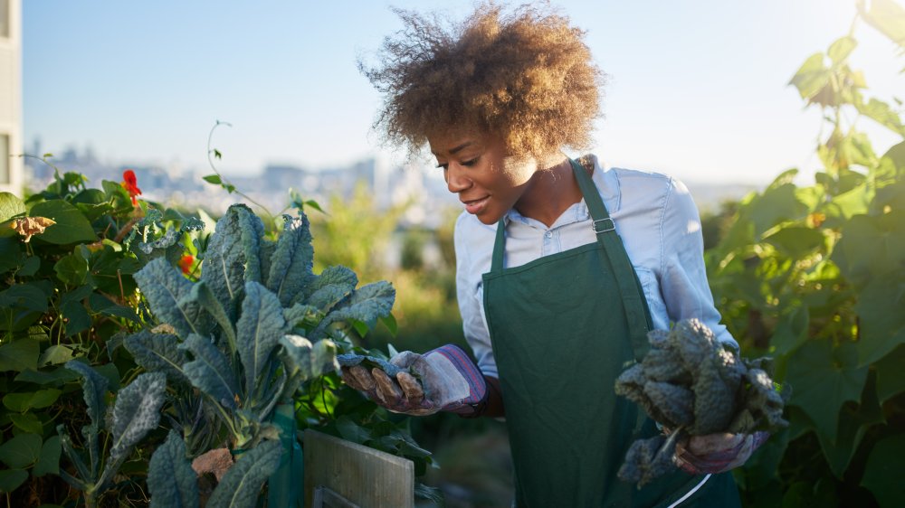 woman looking at kale in a garden