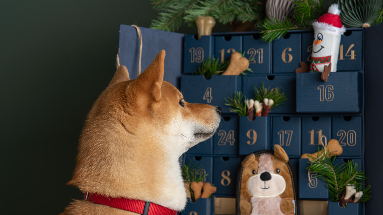 Dog looks at advent calendar