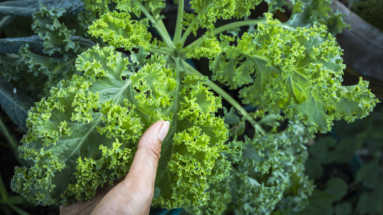 fresh kale leaves