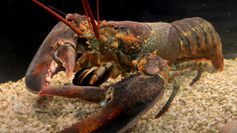 Lobster in tank 