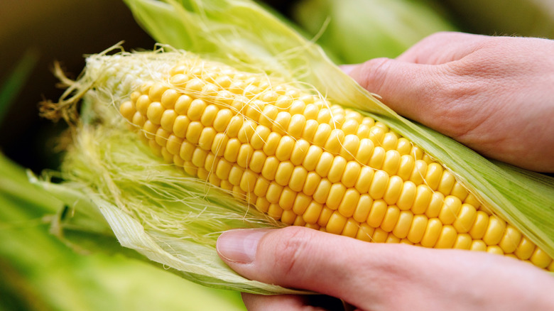 person removing husk from ear of corn