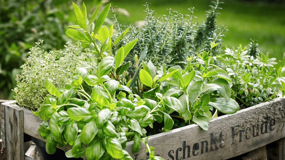 A variety of herbs