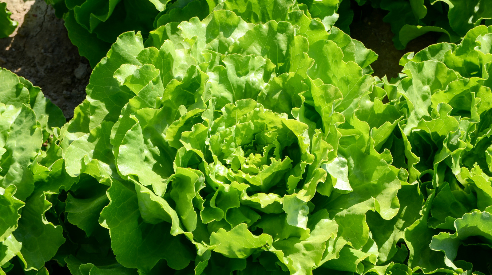 https://www.mashed.com/img/gallery/youve-been-storing-lettuce-wrong-this-whole-time/l-intro-1622305414.jpg