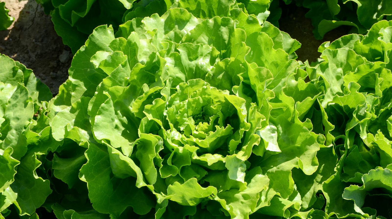 You've Been Storing Lettuce Wrong This Whole Time