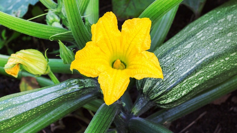 bright yellow zuchini flower 